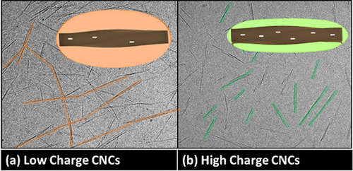 Surface Charge Influence on the Phase Separation and Viscosity of Cellulose Nanocrystals