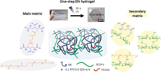 One-step double network hydrogels of photocurable monomers and bacterial cellulose fibers