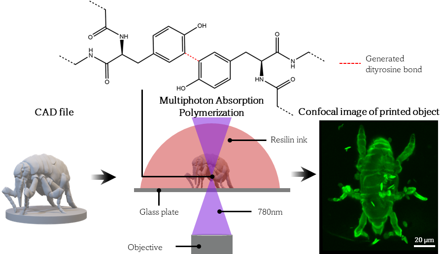 3D Printing of Resilin in Water by Multiphoton Absorption Polymerization